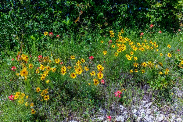 Gele Wildflowers in Texas — Stockfoto