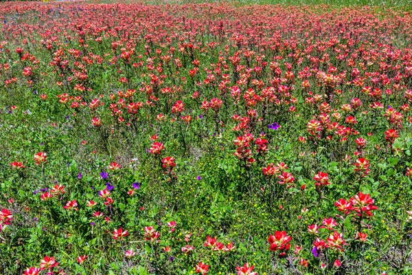 Texas turuncu Hint boya fırçası kır çiçekleri