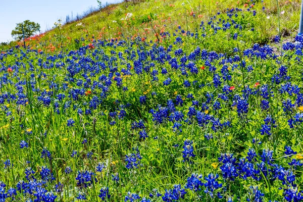 Vari fiori selvatici del Texas — Foto Stock