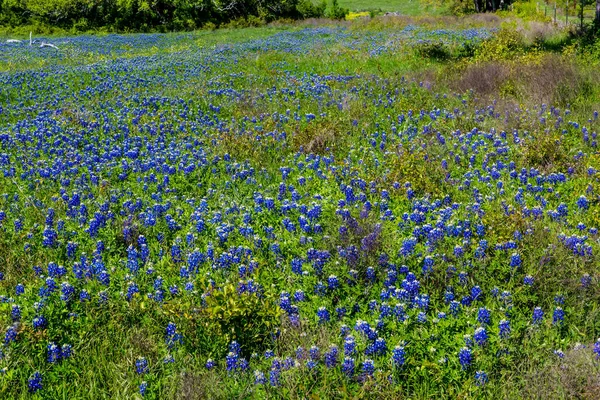 Geweldige Texas Bluebonnets. — Stockfoto