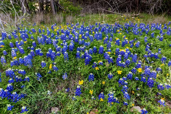 Texas Bluebonnets op Muleshoe Bend in Texas. — Stockfoto