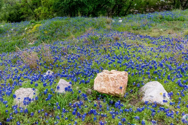 Una macchia di bluebonnets texani . — Foto Stock