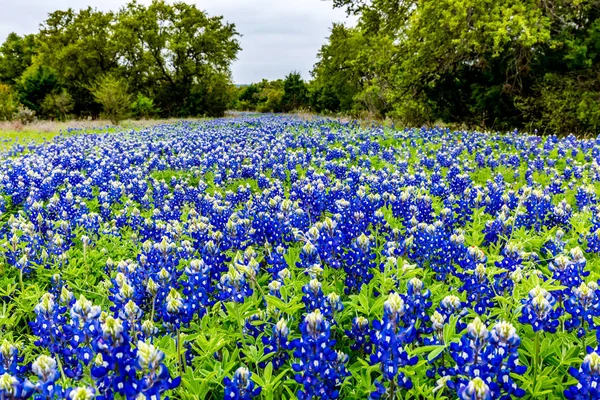 Celebre Texas Bluebonnet (Lupinus texensis) Fiori di campo . — Foto Stock