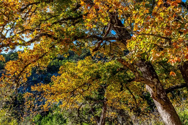 Fall Foliage at Lost Maples State Park in Texas. — Stock Photo, Image