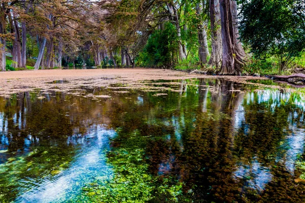 Fall foliage on the crystal clear Frio River in Texas. Royalty Free Stock Images