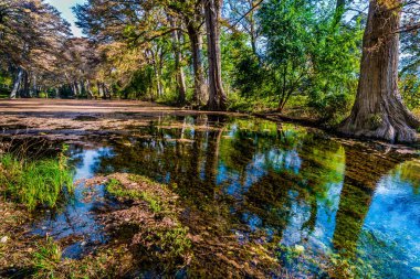 Sonbaharda yapraklar Texas kristal berraklığında Frio Nehri üzerinde.