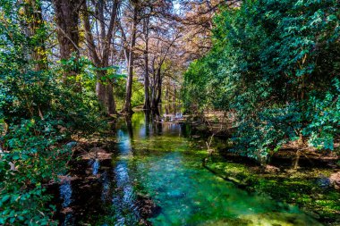 Sonbaharda yapraklar Texas kristal berraklığında Frio Nehri üzerinde.