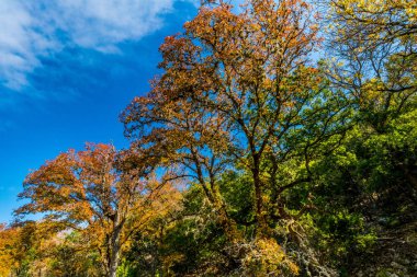 Sonbaharda yapraklar, kayıp Maples State Park Texas.