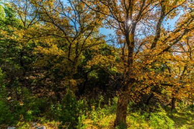 Sonbaharda yapraklar, kayıp Maples State Park Texas.