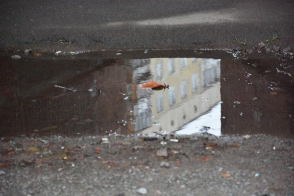 Marrone caduto autunno foglia sulla superficie dell'acqua in una piscina in strada — Foto Stock