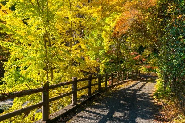 Kofu. Japan. Autumn canyon. Road in a japanese forest. The road