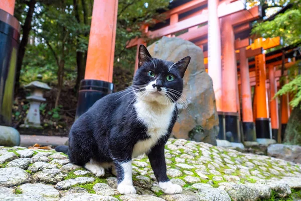 Japan. Cat on the background of the Japanese arches in Kyoto. The cat sits next to the Fushimi Inari Temple. Pets in Kyoto. Black-white cat is looking at the camera. Pets in Japan.