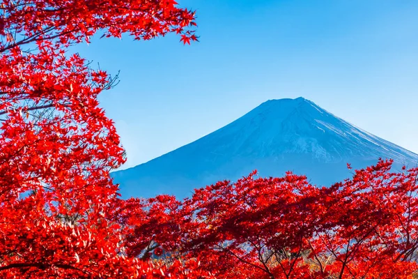 Japan. Mount Fuji on the background of Japanese maple leaves. Fuji in the autumn. Kawaguchiko. Autumn tree and Fujisan. Business card of Japan. The most famous mountains in the world. The Nature.