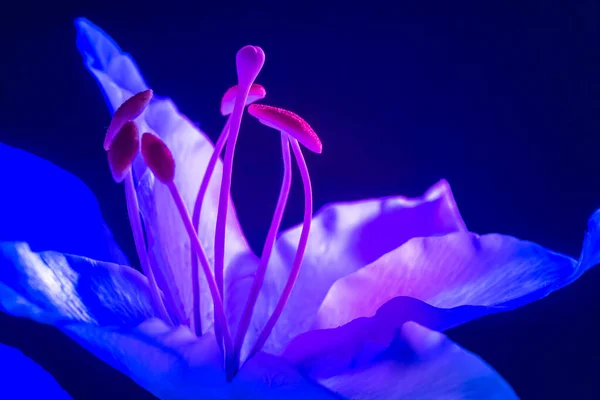 White Lily flower close-up. Lily flower on a dark blue background. Garden flowers. Bulbous plant. Delicate texture of the petals of a Lily. The structure of the flower.