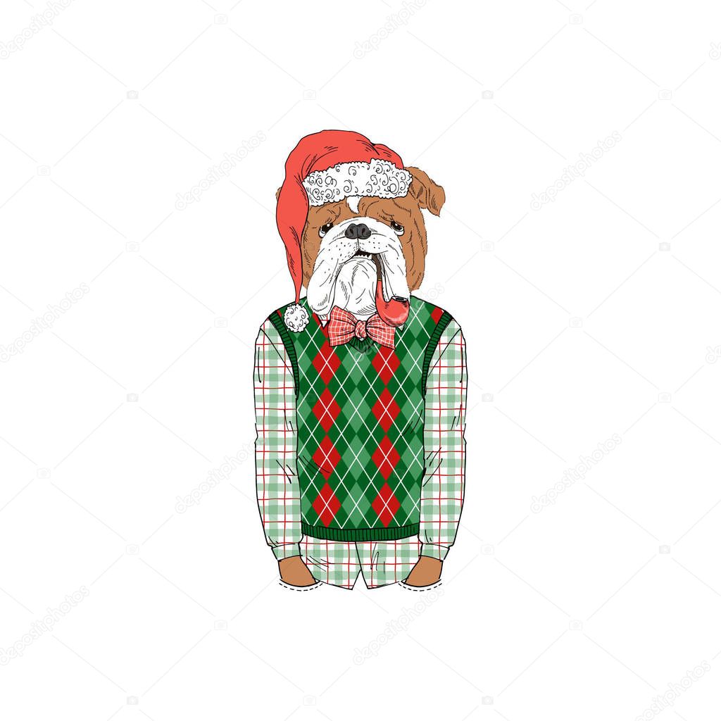 English bulldog wearing Christmass outfits
