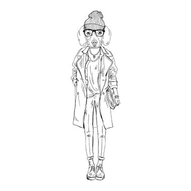 İnsanlaştırılmış Beagle cinsi köpek modern şehir kıyafetleri giyer..