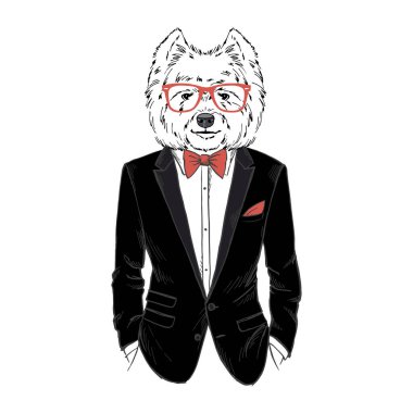 İnsanlaştırılmış Batı Highland beyaz teriyer köpeği şık kıyafetler giymişti..