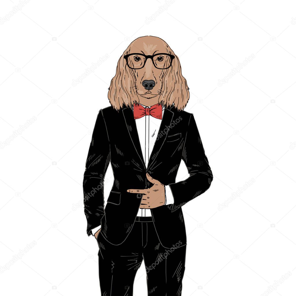 Humanized Irish Setter breed dog dressed up in classy outfits.