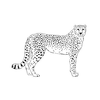 Leopar el çizimi mürekkepli çizim.