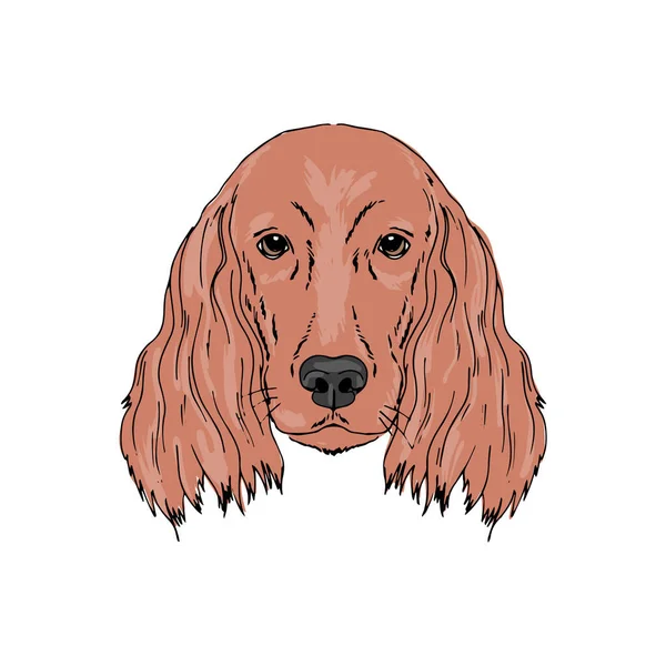 Symmetrical Vector portrait illustration of Irish Setter dog — Stock Vector