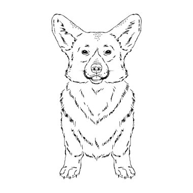 Galli Corgi köpeğinin simetrik Vektör çizimi