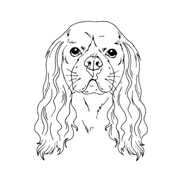 Symmetrischer Vektor Portrait Illustration des Kavalierkönigs Karl Spaniel Hund — Stockvektor