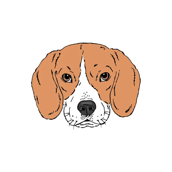Retrato vetorial simétrico ilustração da raça cão Beagle —  Vetores de Stock