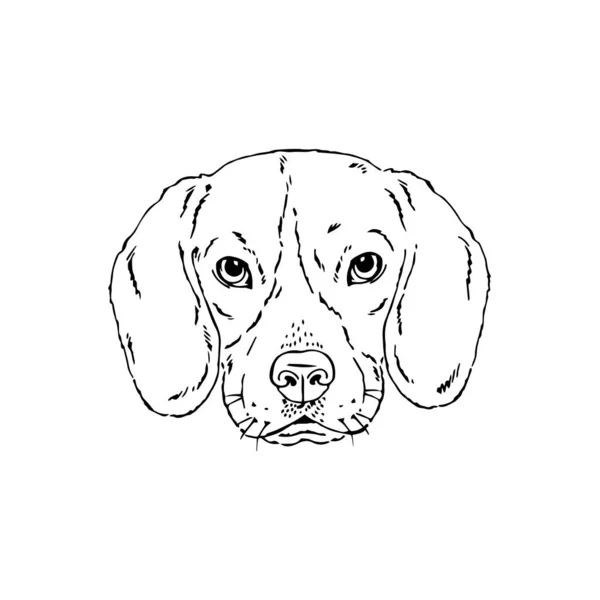 Symmetrical Vector portrait illustration of Beagle dog — Stock Vector