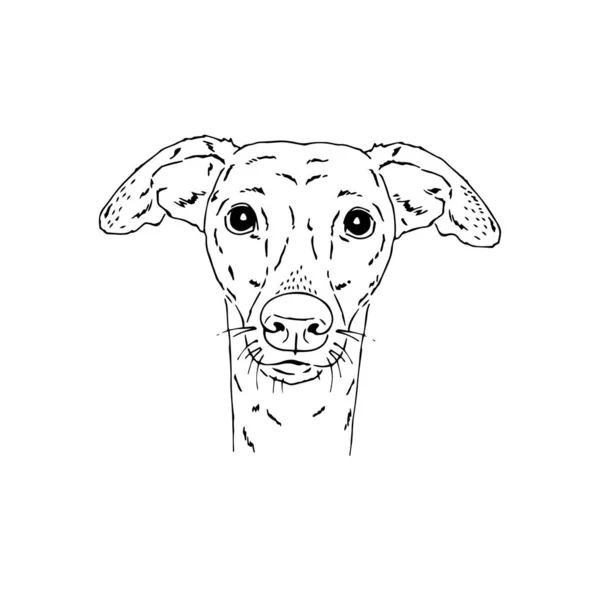 Retrato vectorial simétrico ilustración del perro galgo italiano — Archivo Imágenes Vectoriales