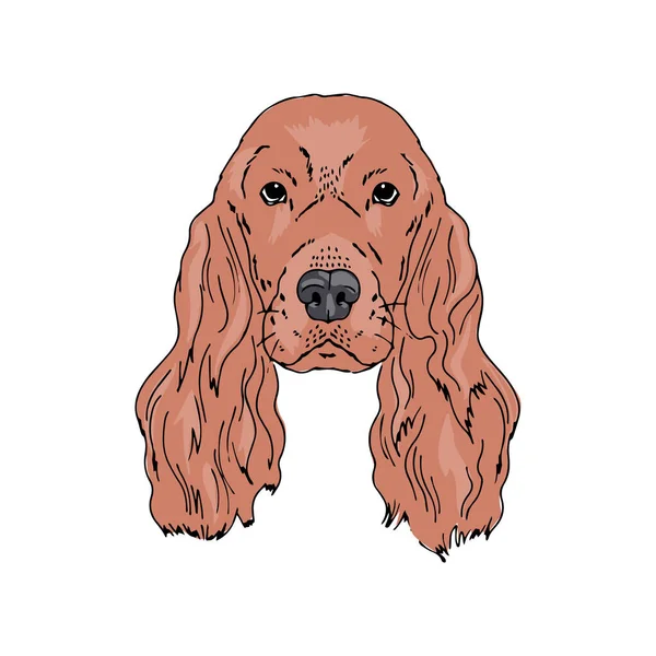 Retrato vectorial simétrico ilustración del perro Cocker Spaniel inglés — Archivo Imágenes Vectoriales