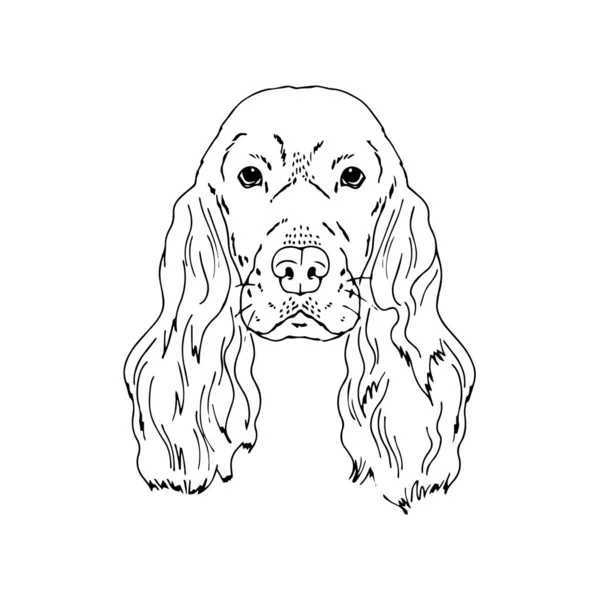 Symmetrical Vector portrait illustration of English Cocker Spaniel dog — Stock Vector