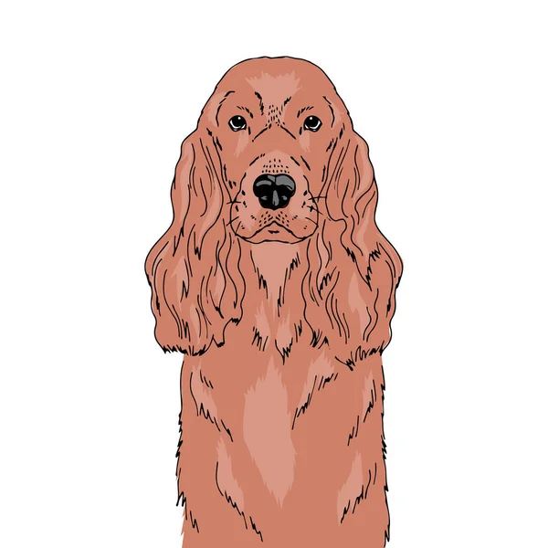 Retrato vectorial simétrico ilustración del perro Cocker Spaniel inglés — Vector de stock