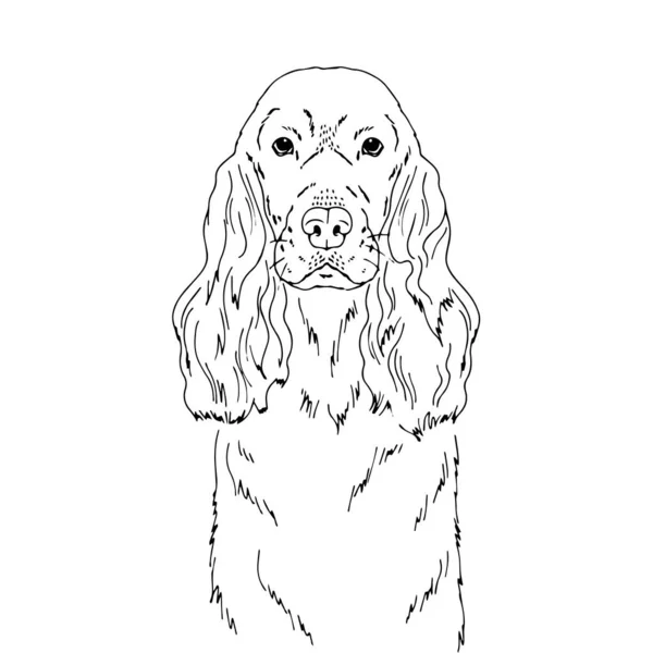 Symmetrical Vector portrait illustration of English Cocker Spaniel dog — Stock Vector