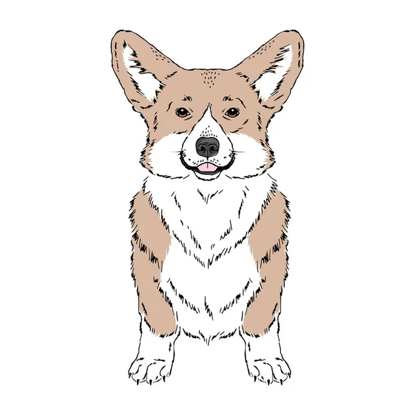 Symmetrical Vector illustration of Welsh Corgi dog — Stock Vector