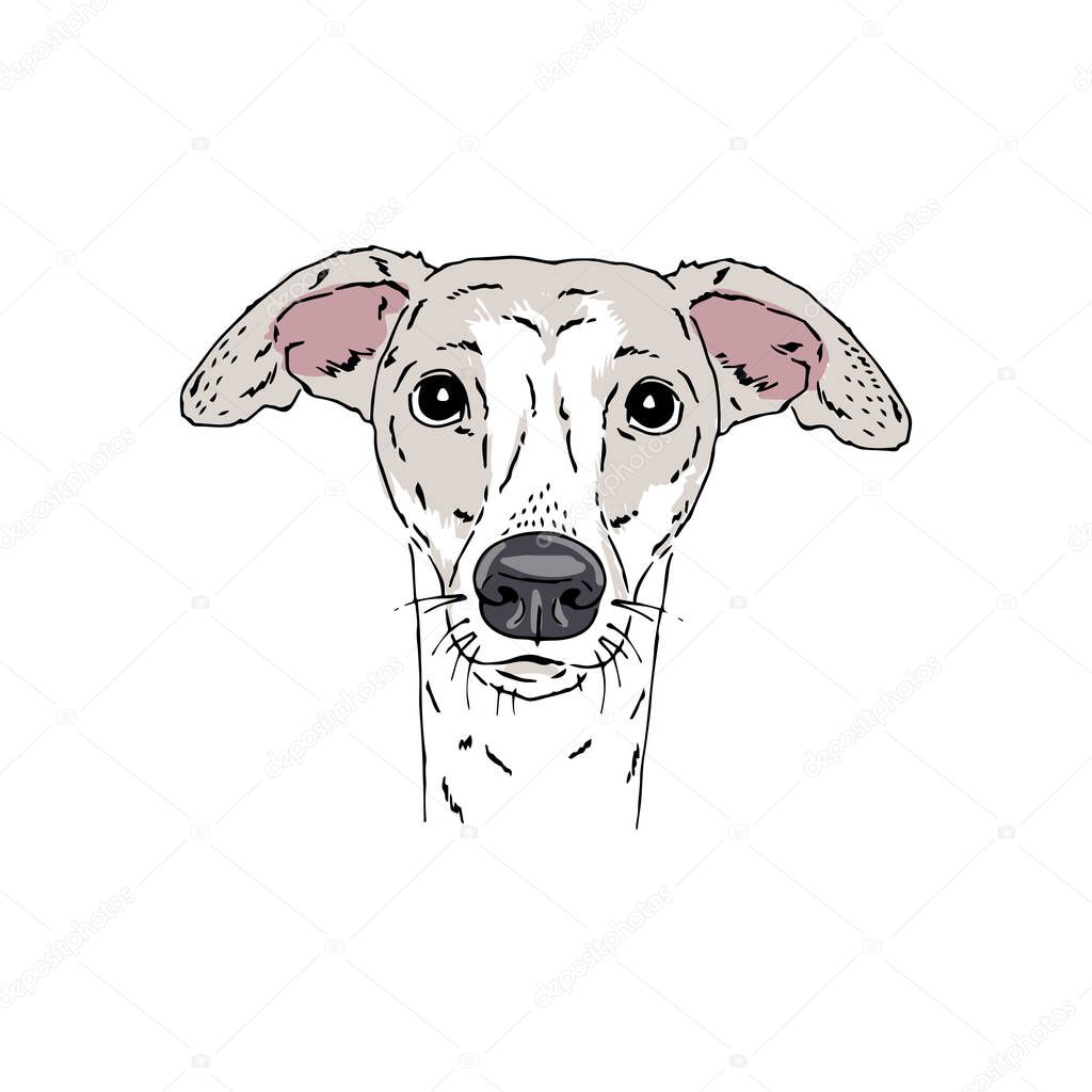 Symmetrical Vector portrait illustration of Italian Greyhound dog breed