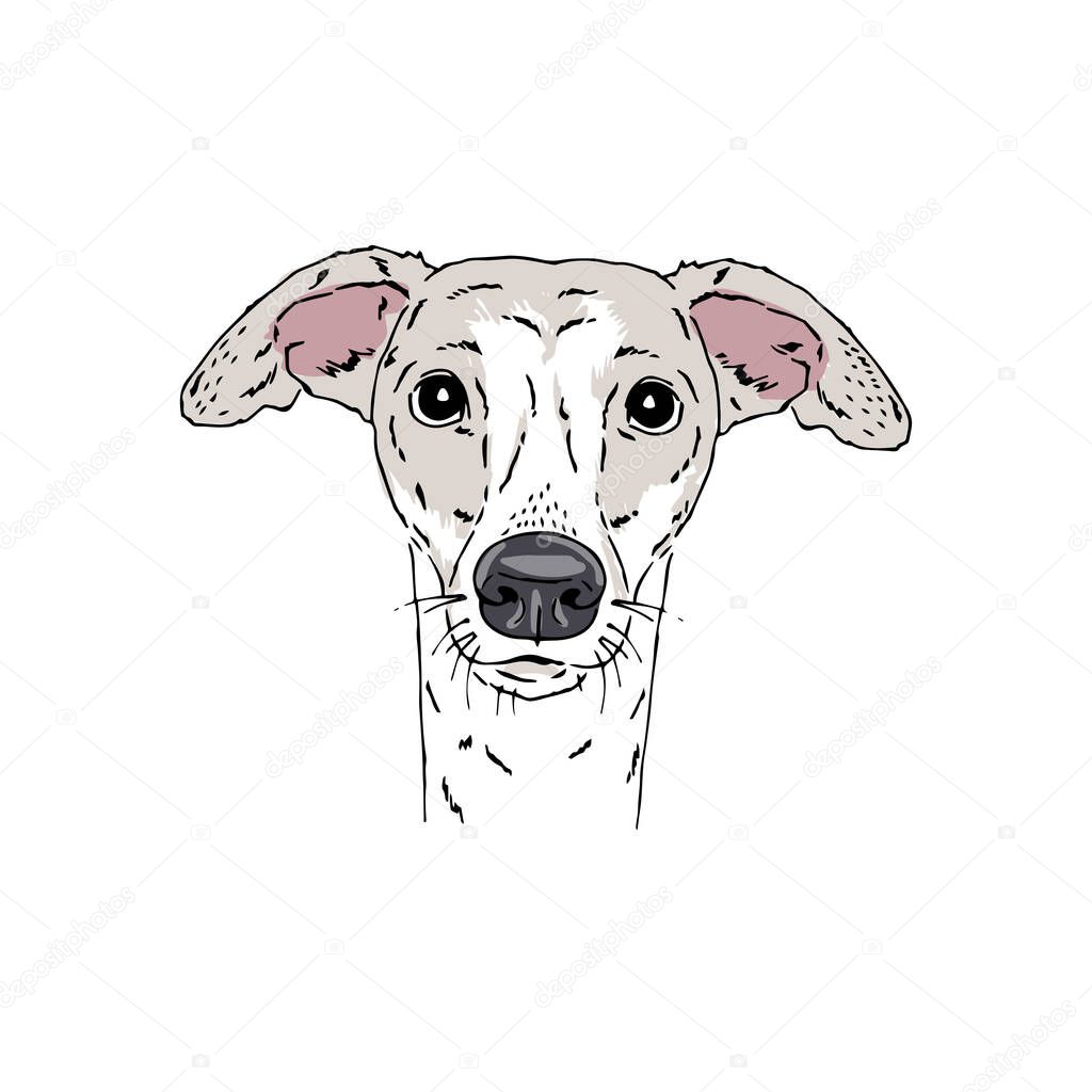 Symmetrical Vector portrait illustration of Italian Greyhound dog breed. Hand drawn ink realistic coloured sketching isolated on white. Perfect for logo branding t-shirt design