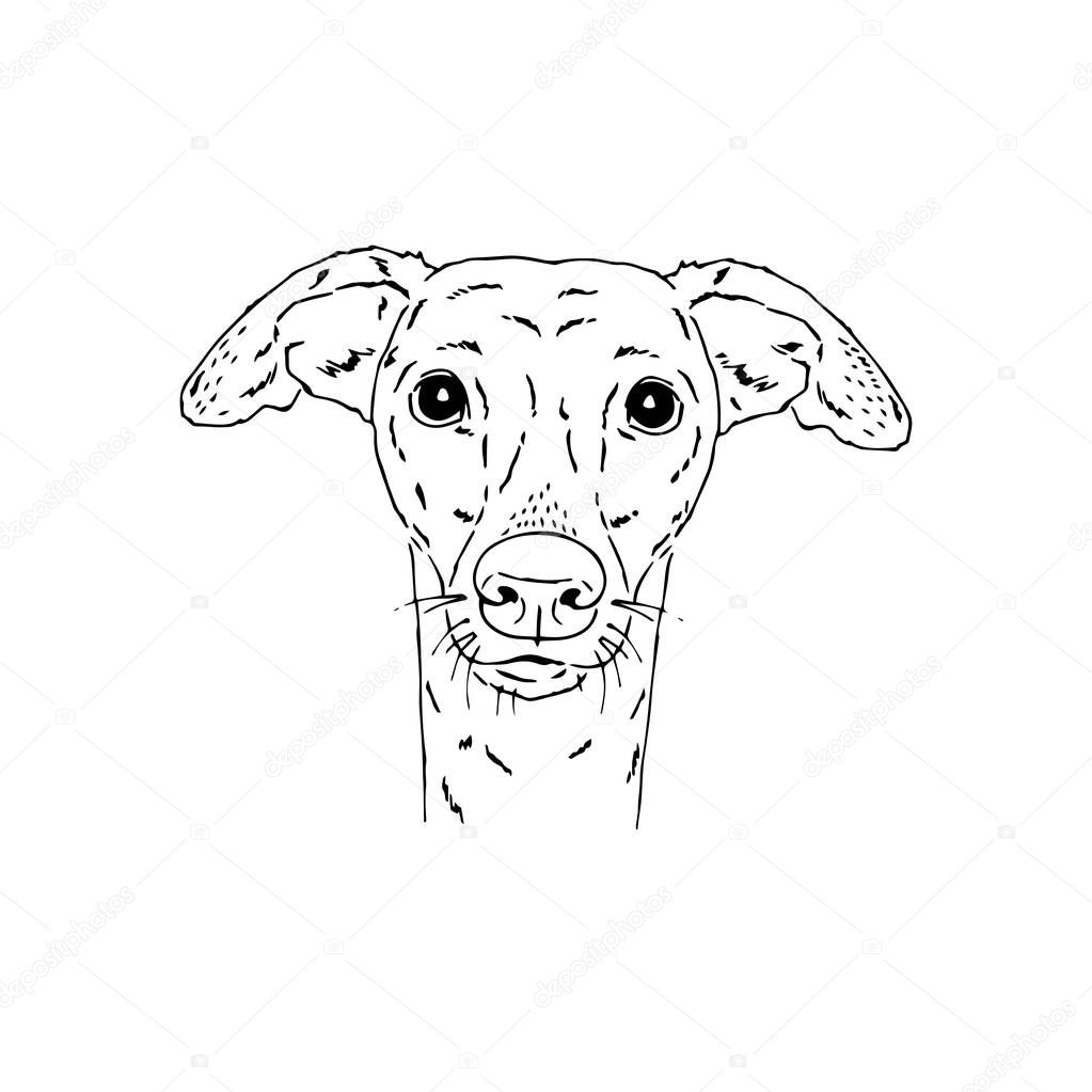 Symmetrical Vector portrait illustration of Italian Greyhound dog