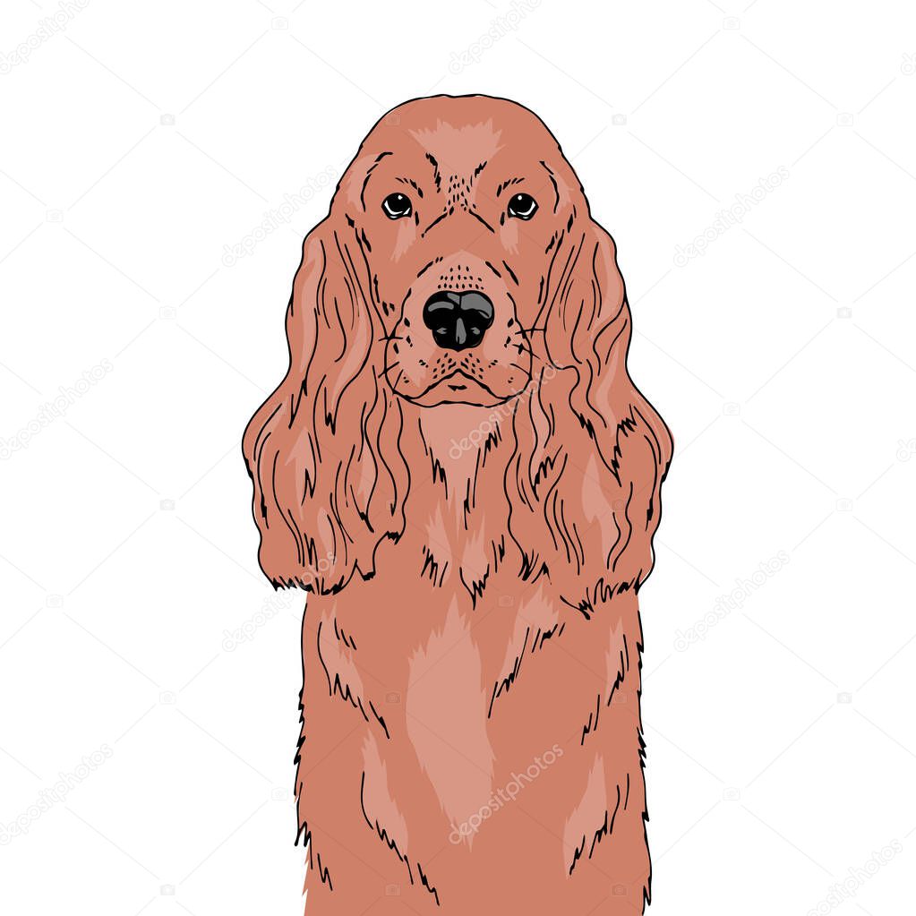 Symmetrical Vector portrait illustration of English Cocker Spaniel dog breed. Hand drawn ink realistic coloured sketching isolated on white. Perfect for logo branding t-shirt design