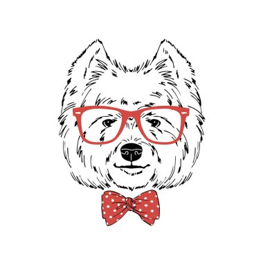 Batı Highland beyaz teriyer köpek cinsi kırmızı gözlük takıyor, beyaz arka planda seçilmiş papyon takıyor.