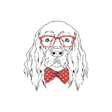 Gordon Setter cinsi köpek kırmızı gözlük takıyor, papyon takıyor beyaz arka planda izole edilmiş.