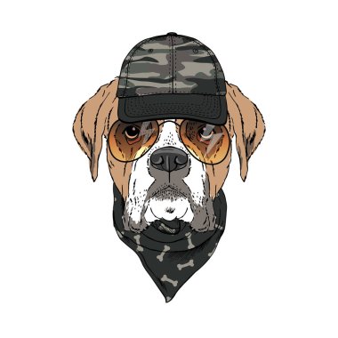 Boksör cins köpek güneş gözlüğü, şapka ve bandana takıyor. Beyaz arka planda izole edilmiş.