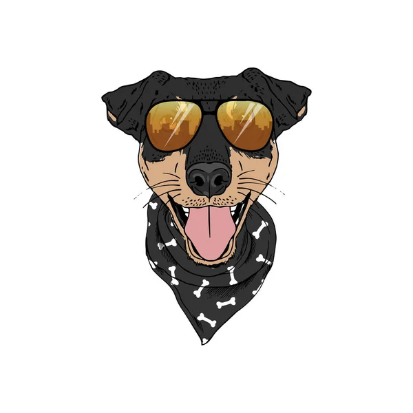 Jagdterrier breed dog wear sunglasses, bandana isolated on white background — Stock Vector