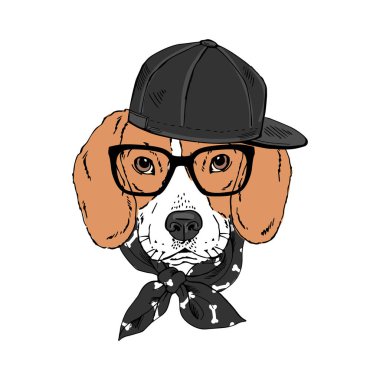 Beagle cins köpek gözlük takıyor, kep takıyor, bandana beyaz arka planda izole edilmiş.