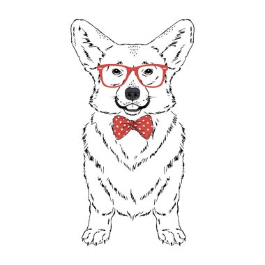 Galli Corgi cins köpek kırmızı gözlük takıyor, beyaz arka planda yay takıyor.