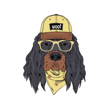 Gordon Setter cinsi köpek gözlük takıyor, kep takıyor, bandana beyaz arka planda izole edilmiş.