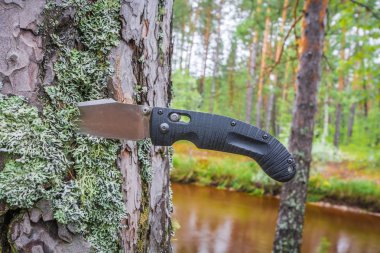 Siyah mantar bıçağı ormanda Tayga nehrine karşı çam ağacında sıkıştı..