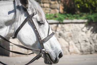 Koşumlu, üzgün bakışlı beyaz at..