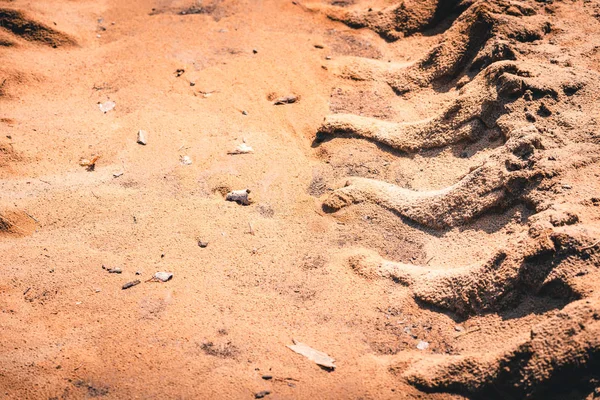 Tiefe Spuren von den Rädern eines großen Lastwagens auf dem Sand in Waldgebiet. — Stockfoto