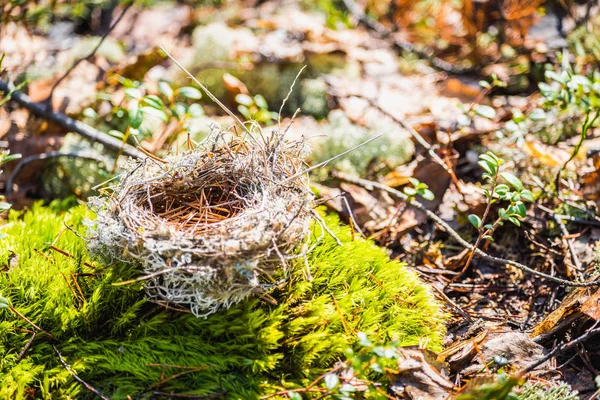 Verschluckte verlassene Nester von Vögeln aus Gras, Ästen und Tannennadeln auf grünem Moos im Wald während des Frühlingstages. — Stockfoto