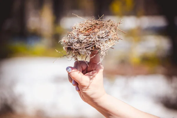 Nido robusto hecho por aves de hierba, ramas y agujas de pino en manos femeninas en el bosque . — Foto de Stock